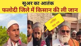 फलोदी के मियाकोरीयां में आदमखोर सुअर का कहर, इकबाल की दर्दनाक मौ*त से गांव में दहशत ।।