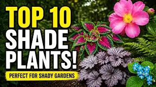 Doug's Top 10 Plants for Shady Gardens