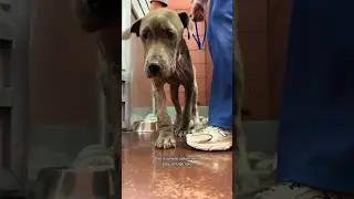 Tulip situation is not sceneable 😞 #dogrescueshelter #adoptnotshop #rescuedandloved