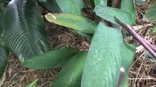 Solo Walk Through Leu Gardens 09 26 25 Pt 1