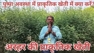 तुवर /अरहर की प्राकृतिक खेती