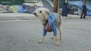 Summer Pet Safety: Tips from 'The Street Vet'