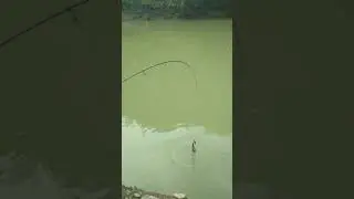 Belajar casting ikan gabus di sungai menggunakan lure floating #shorts