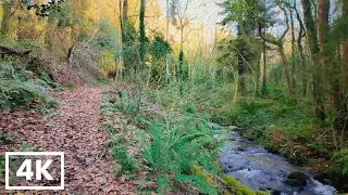 Relaxing Forest Walk Ireland | Binaural Nature Sounds for Sleep and Study | 4k ASMR