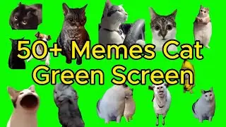 Cat Memes 4K 😸😸😸 #cats #funnycats #funnyvideo