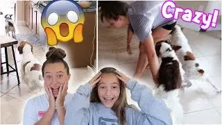 Easter Egg Hunt for our CRAZY DOGS!
