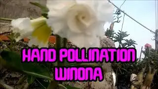 Hand Pollination Adenium Bunga Tumpuk: WINONA~~ROSA DO DESERTO~~