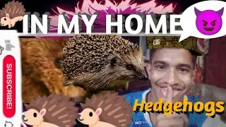 &lrm;new vlog viral #viralvideo#Hedgehogs wild life pakistan#pakistanwildlife@rajabbutt94 @animalplanet&lrm;