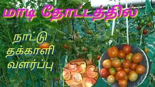மாடி தோட்டத்தில் நாட்டு தக்காளி வளர்ப்பது எப்படி? How to Grow Country Tomatoes at terrace garden?