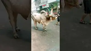 #Shorts A Huge Kangkaraz In kolkata 2025 near Park Circus 2025 😳😳❤🐂🐃🐄🐮.