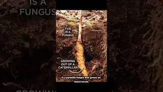 гриб, который когда-то ходил #short #shortsvideo #cordyceps #herbalmedicine