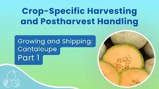 California Cantaloupe: Growing, Handling, and Shipping | Part 1