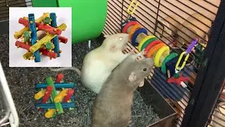 Rat Foraging Friday #25 (Kaytee Nut Knot Nibbler & Lifesaver Bird Toy)