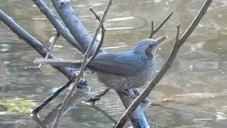 ヒヨドリ / Hypsipetes amaurotis 37_260113_航空公園