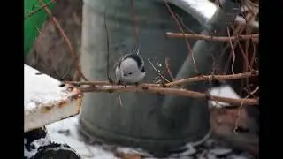 Niedziela z raniuszkami / Sunday with long- tailed tits