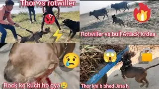 Rock Ko Kya Hua😢|| Thor N Bugi Pkd Li || Thor Vs Rotwiller || Rotwiller Vs Bull Panga Ho Gya😱