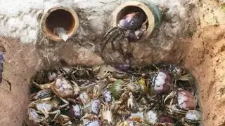 Dig a pit Be a crab trap[[Animal traps.KH]]