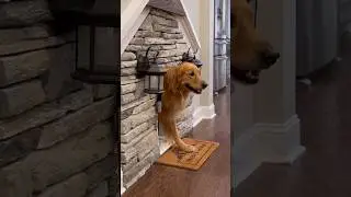 My dog always gets the best revenge&hellip;