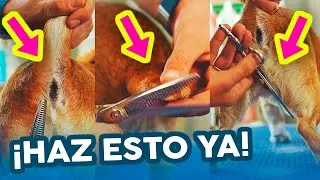 ¡NO RAPES MÁS! 🚨 a tu PERRO de PELO DURO y se verá ¡PRECIOSO! ✂️PELUQUERÍA CANINA