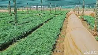 Silver Plant available bulk quantity  more details 6363902778 mahadeswaranurserygarden@gmail.com
