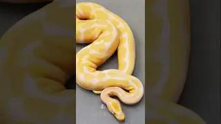 Ball python | Terrifying Snakes That Are Actually Friendly