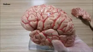 Telencephalon- Hemispherium cerebri Anatomisi