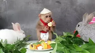 Mika monkey and two rabbits eat so cute