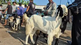 2 EKOR 750 RIBU‼️BAKULE SAMBAT AJOOR PASARE SEPI | Pasar Kambing Kerek