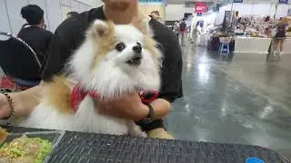 Thailand International Dog Show Playback