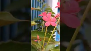 #solitude #peace #plants #nature #flowers #yt #music #youtubeshorts #gardenvibes #gardening #shorts