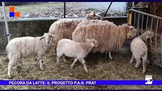 La Pecora da latte in Università (e in Svezia)