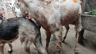 Unseen Love Between Goat and Female Dog 🐐🐶 | Real Village Friendship