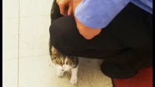 暖を求めて消防署にやってきた猫。そのまま署員の仲間入り！