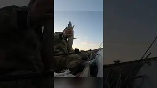 #рыбалка #охота #fishing #travel #hunting #астрахань #природа #волга