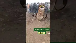 Dancing Owl In Public 🤣🤣 || Owl King 👑 #shorts #funny #publicreaction #owlking #ytshorts #viral