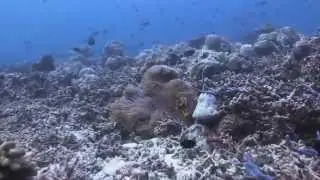 Kuredu Express