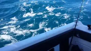 Close Encounter with Killer Whales