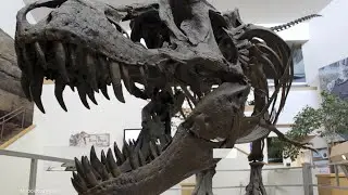 Montana is the No. 3 state in the nation for most dinosaur fossils