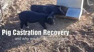 Butcher Pigs: Feed and Recovery Update