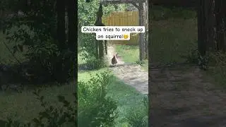 I just wanna play!🥹 #funnyanimals #cuteanimals #squirrel #chicken #lol #aww #haha