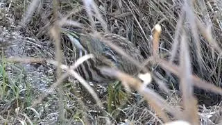 00002 American Bittern stalking