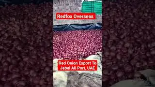 Red Onion Exporter From India | Red Onion Export To UAE | Red Onion Export To Iran #Redfoxoverseas