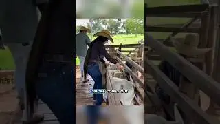 Process of Making Marks on Livestock