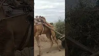 Load on camel