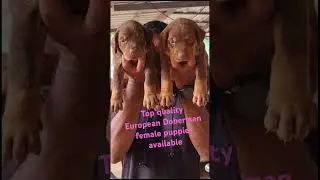 🐕🦮Top quality heavy bone European Doberman female puppies available Allfie pet cal.9025559740
