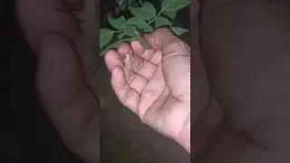 #moth catching#night#short video