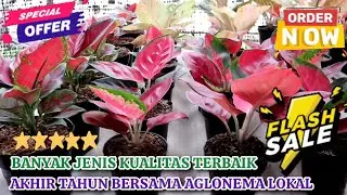 TUTUP AKHIR TAHUN DENGAN AGLONEMA LOKALAN. BANYAK JENIS, KUALITAS TERBAIK, HARGA EKONOMIS. Eps 1542