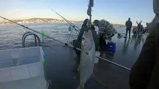 BOĞAZIN OLTA BALIKÇILARI [ BÖLÜM 1 ] BEYKOZ ÇUBUKLU YEMLİ ÇİNEKOP AVI