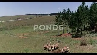 4K Footage Aerial Drone Footage Sheep Running On Farm With Beautiful Mountains