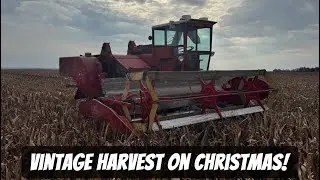 Merry Christmas! Harvest is Over!! Massey 82 Cuts Milo!